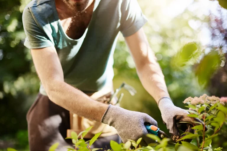 Gärtner mit Arbeitshandschuhen und Gartenschere bei der fachgerechten Strauch- und Gehölzpflege