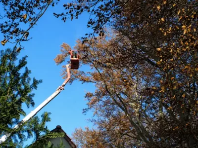 Professioneller Baumschnitt mit Hubsteiger an einem großen Laubbaum – Verkehrssicherungsschnitt durch Gartenkonzepte