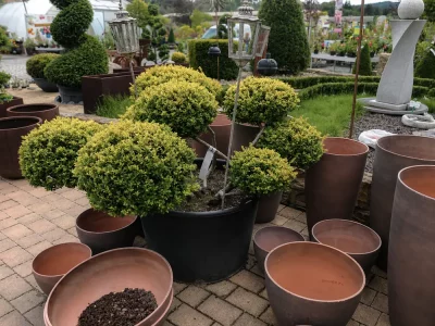 Kugelförmig geschnittene Ilex-Gehölze in dekorativen Pflanzkübeln – Formschnitt und Gehölzpflege von Gartenkonzepte